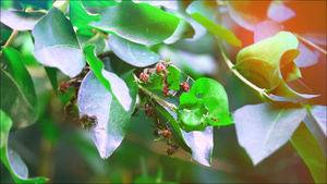黄蜂在花园的树枝上筑巢22秒视频