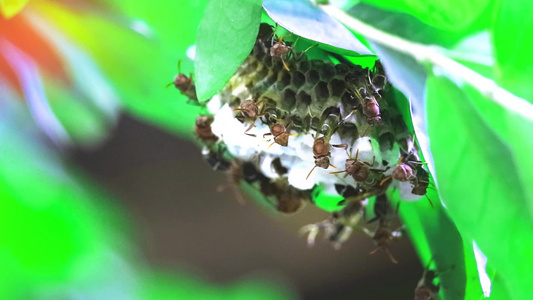 黄蜂在花园的树枝上筑巢在草原上建巢视频