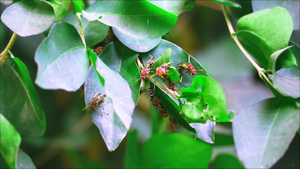 夏天黄蜂在花园的树枝上21秒视频