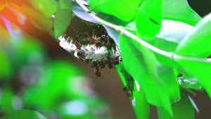黄蜂在花园的树枝上筑巢32秒视频
