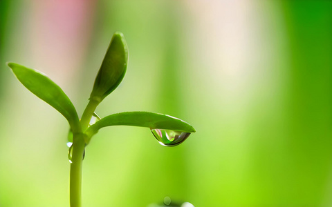 水滴中的花朵视频