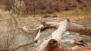 锡安国家公园的山区河流美国犹他州的秋天在多雨的红色15秒视频