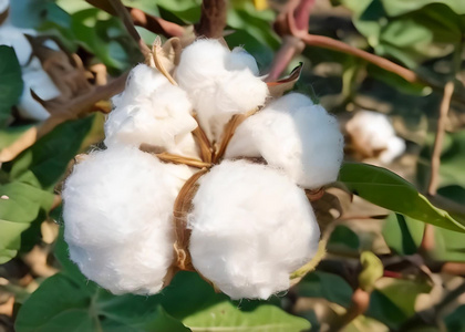 棉花植物视频