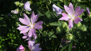 绿草中紫色草地花朵9秒视频