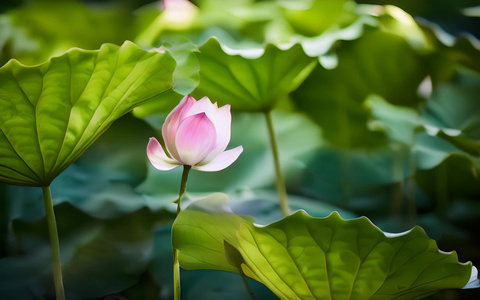 深圳洪湖公园荷花视频