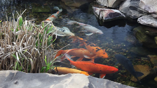 锦鲤花鲢视频