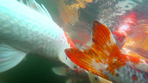 水下鱼在池塘里吃鱼30秒视频