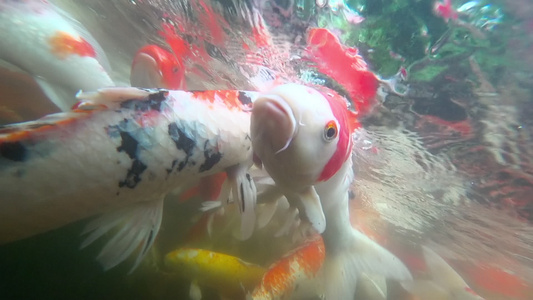 水下鱼在池塘里吃鱼视频