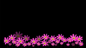 粉色花动画元素带通道20秒视频