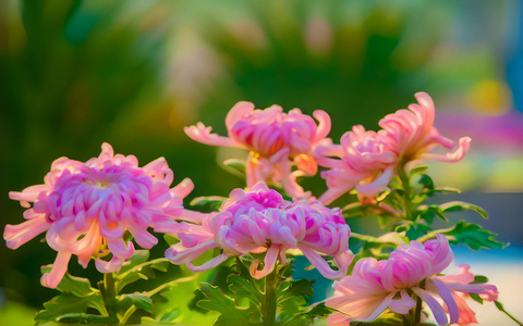 重阳节菊花视频