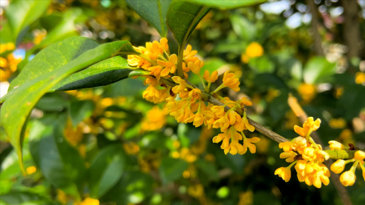 4K实拍桂花秋景桂花树视频