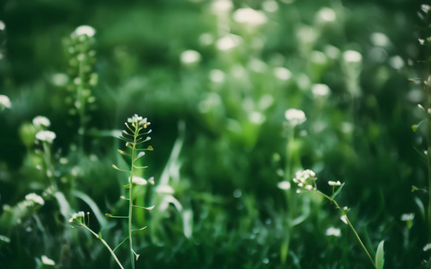 春天阳光下盛开的小花与绿色植物视频