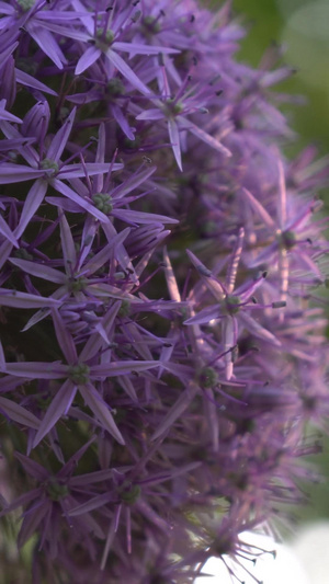 公园的紫色花球有只小蜜蜂花花草草33秒视频