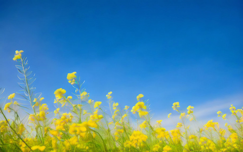 油菜花开与蓝天视频