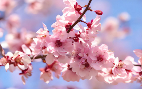 春天盛开的梅花视频