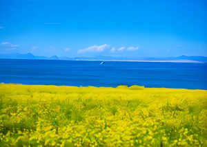 青海湖湖边油菜花风景4秒视频