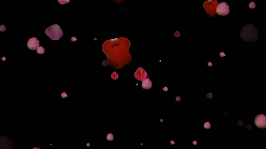透明通道唯美的花瓣雨视频素材视频
