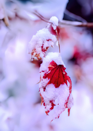 雪中枫叶4秒视频