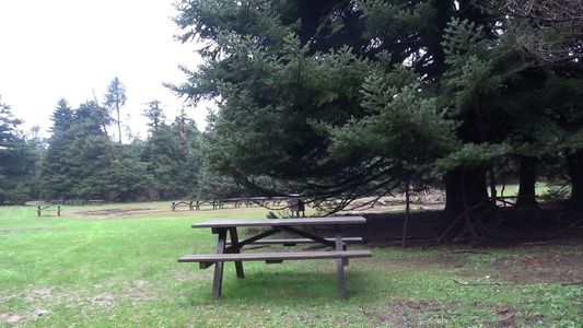树林里的长凳视频