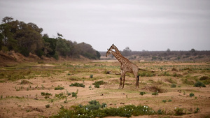 野外的两只长颈鹿11秒视频