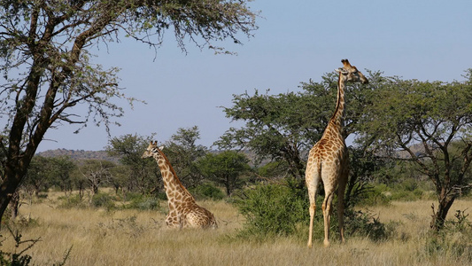 自然生境中的长颈鹿视频
