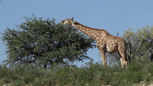 长颈鹿在一棵树上喂食视频