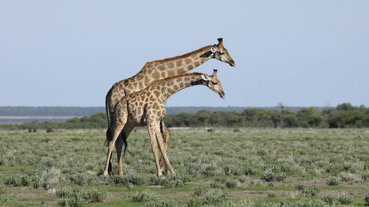 长颈鹿在打斗etosha视频