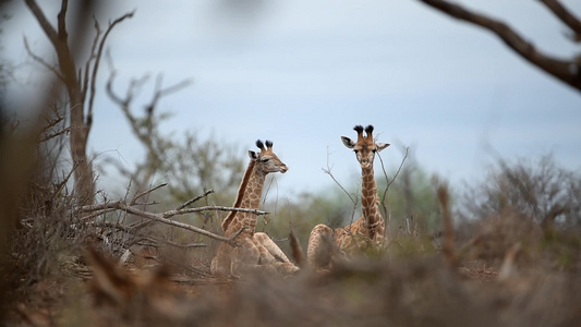 两只年轻的长颈鹿在荒野中视频