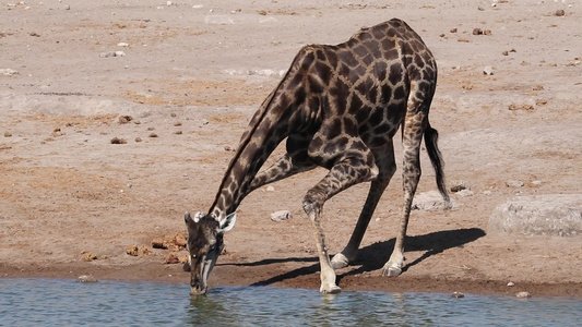 长颈鹿饮用水视频