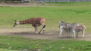 动物园的长颈鹿和斑马19秒视频