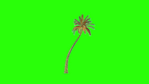 金椰椰子棕榈树种植时间折成绿屏幕染色体21秒视频