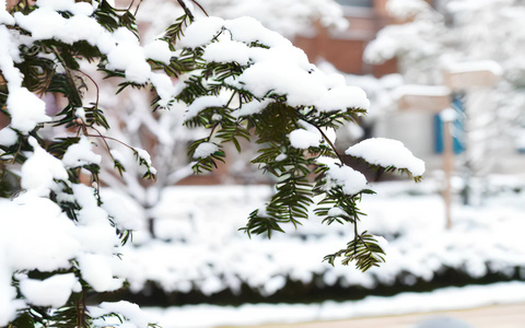 树枝上的积雪视频