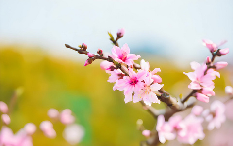 春天里的粉色桃花视频
