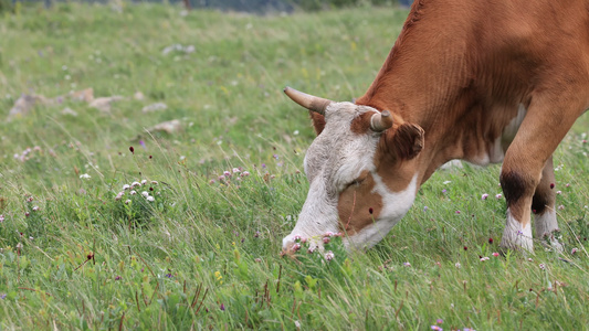 放牛养牛吃草实拍视频