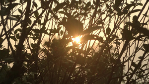 晨光透过树叶12秒视频