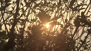 晨光透过树叶前景轮廓14秒视频