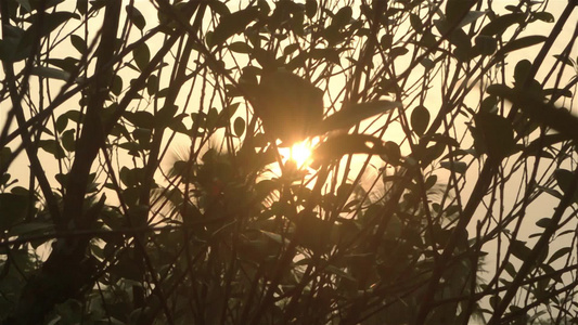 晨光透过树叶前景轮廓中的森林林地环境由背光明亮的阳光视频