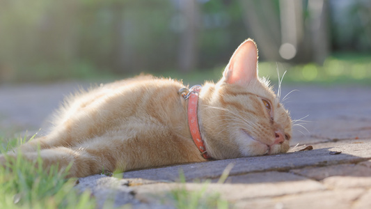 姜猫在后院躺着放松视频