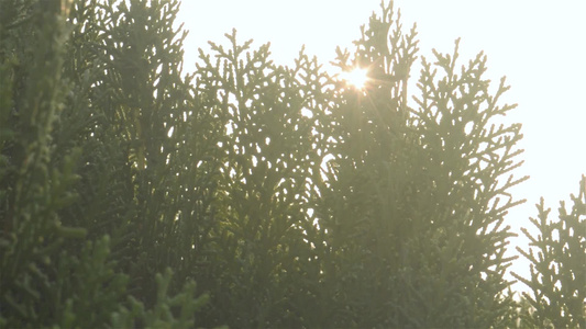 阳光闪耀在长青的叶子上日光照亮来自绿叶优质库存录像视频