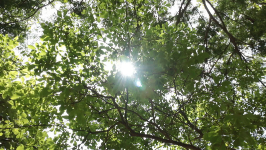 太阳阳光穿过绿树视频