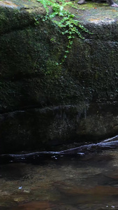 慢镜头升格拍摄湖南5A级旅游景区张家界国家森林公园野猴戏水素材5A级景区视频