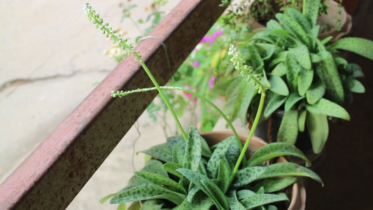 阳台上的绿色植物花盆视频