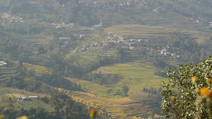 乡村大米梯田的风景8秒视频