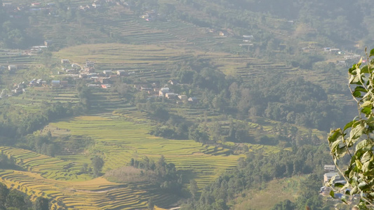 乡村大米梯田的风景Napalnagarkot阳光下视频