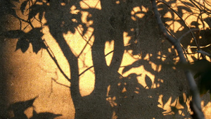 日落时在水泥墙上遮着树影50秒视频