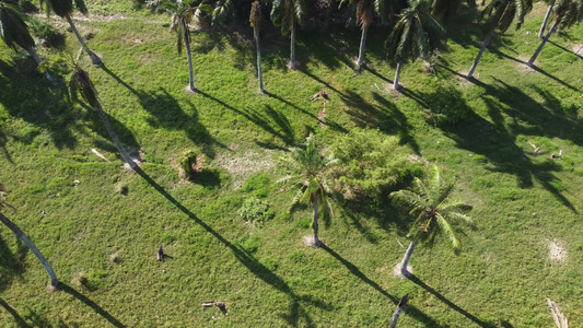 空中滑动椰子种植园视频