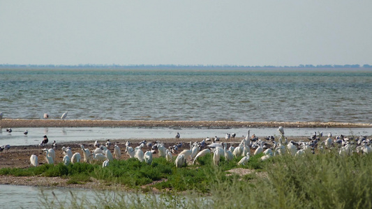 海鸥和白海驼站在图兹拉河口的水中黑海乌鸦的水域里视频