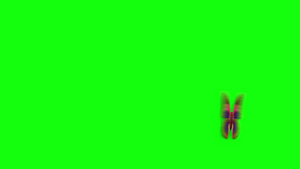 蝴蝶在绿色背景下飞行和着陆31秒视频