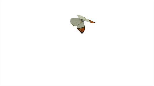 蝴蝶飞行和降落在白色背景视频