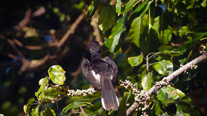 塔胡陶国家公园泰河的鸟儿10秒视频